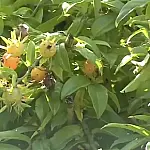 Muita gente arranca achando que é mato, mas essa planta nutritiva que cresce sozinha no jardim pode reforçar sua alimentação