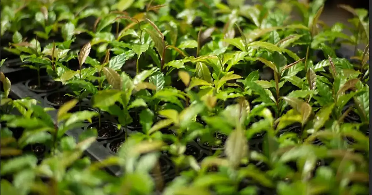 Mata Atlântica avança de bioma devastado a referência mundial em restauração florestal planejada