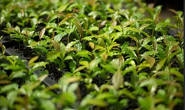A restauração da Mata Atlântica usa seleção genética, participação privada e metas ambiciosas para transformar um bioma devastado em exemplo de recuperação florestal.