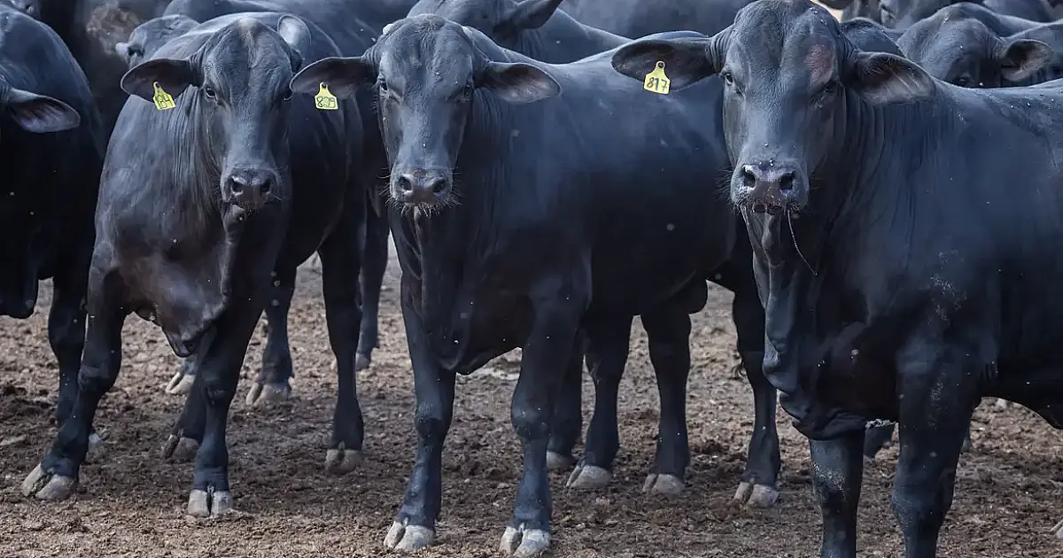 CMN reduz juros para cooperativas rurais no Pronaf e aprova R$ 7,37 bi ao Funcafé em medida histórica