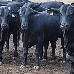 CMN reduz juros para cooperativas rurais no Pronaf e aprova R$ 7,37 bi ao Funcafé em medida histórica