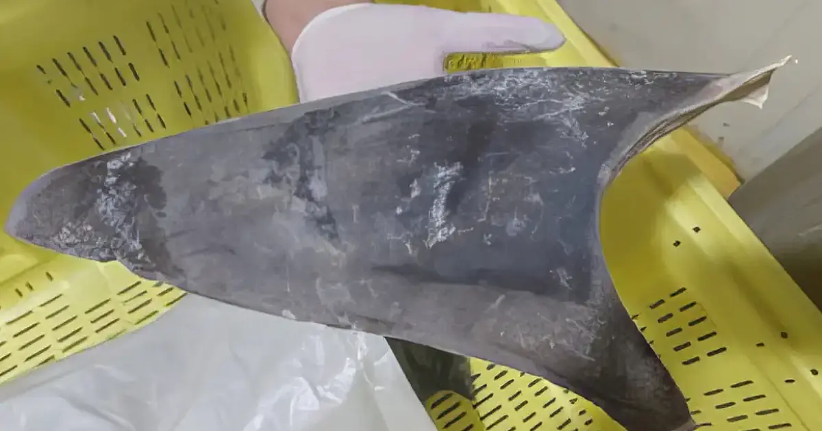 Ibama proíbe exportação de barbatanas de tubarão-azul no Brasil para proteger espécie migratória ameaçada