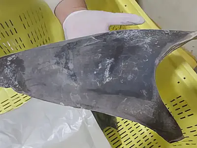 O Ibama veta a exportação de barbatanas separadas do tubarão-azul, espécie listada na CITES e CMS.