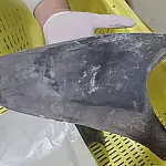 Ibama proíbe exportação de barbatanas de tubarão-azul no Brasil para proteger espécie migratória ameaçada