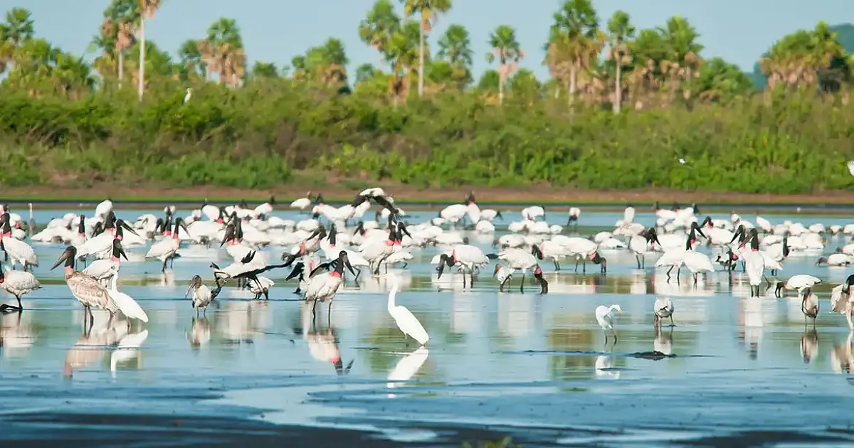 Governo cria reserva no Cerrado mineiro e amplia proteções no Pantanal em 148 mil hectares