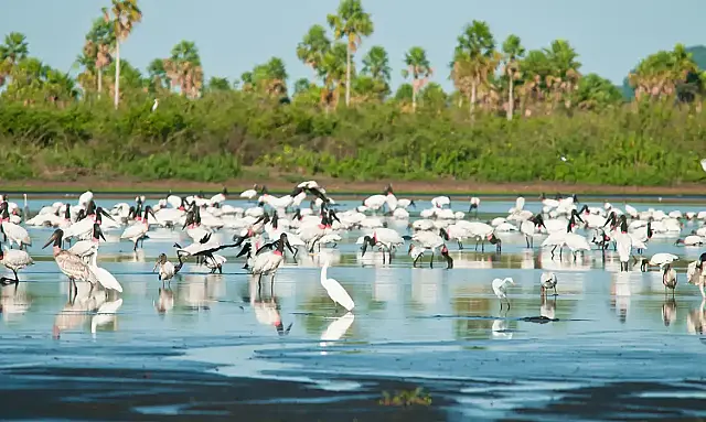 Governo federal amplia unidades de conservação no Pantanal e cria nova reserva no Cerrado de Minas Gerais, somando 148 mil hectares protegidos.