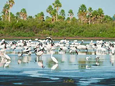 Governo federal amplia unidades de conservação no Pantanal e cria nova reserva no Cerrado de Minas Gerais, somando 148 mil hectares protegidos.