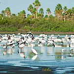 Governo cria reserva no Cerrado mineiro e amplia proteções no Pantanal em 148 mil hectares