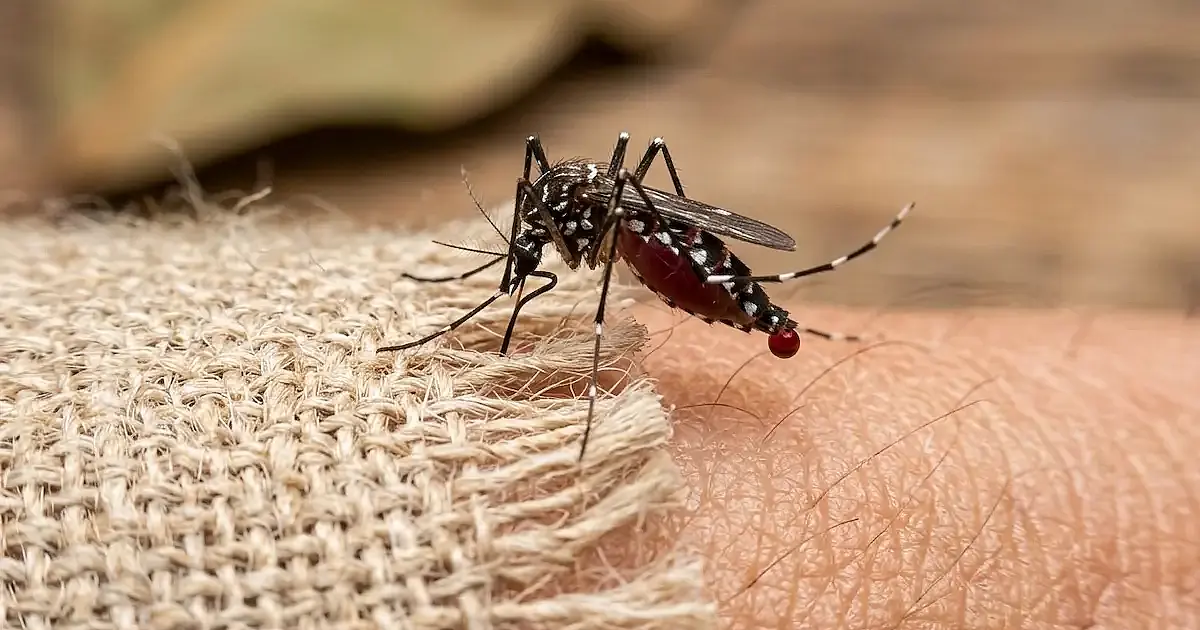 Não é o tipo sanguíneo: ciência revela como mosquitos escolhem suas vítimas para picar