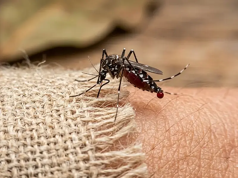 Não é o tipo sanguíneo: ciência revela como mosquitos escolhem suas vítimas para picar