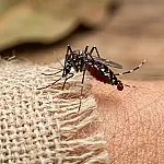 Não é o tipo sanguíneo: ciência revela como mosquitos escolhem suas vítimas para picar