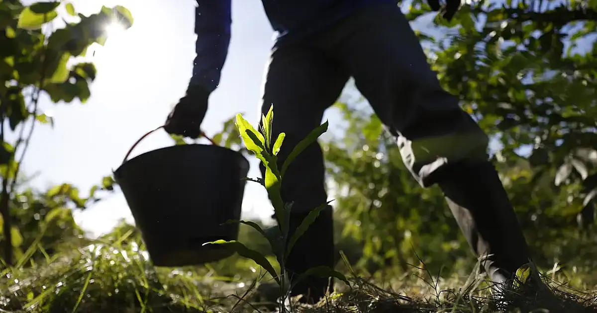 Governo lança Plano Nacional de Bioeconomia para transformar biodiversidade em prosperidade até 2035