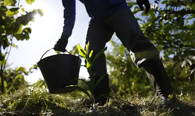 O Plano Nacional de Desenvolvimento da Bioeconomia (PNDBio) foi apresentado nesta quarta-feira (1º) com 185 ações para gerar renda sustentável a partir da biodiversidade brasileira, ampliando pagamentos ambientais e fitoterápicos no SUS.