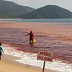 Mar de 'sangue' no Litoral Norte: entenda o fenômeno e os riscos reais para banhistas