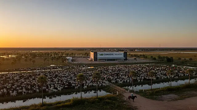 O rebanho bovino de Corumbá é um dos pilares da economia sul-mato-grossense e símbolo da força do agronegócio no Pantanal.