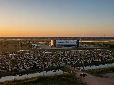A cidade brasileira com 23 bois por habitante e o maior frigorífico de jacaré do mundo