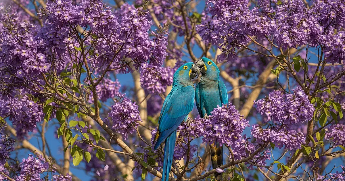 Poesia no Pantanal: Casal de araras-azuis e ipê-roxo protagonizam imagem do dia