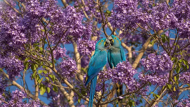 Poesia no Pantanal: Casal de araras-azuis e ipê-roxo protagonizam imagem do dia
