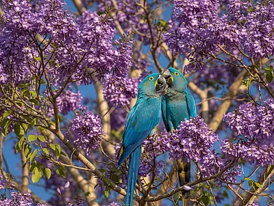 Poesia no Pantanal: Casal de araras-azuis e ipê-roxo protagonizam imagem do dia