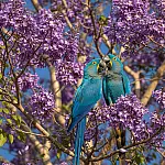Poesia no Pantanal: Casal de araras-azuis e ipê-roxo protagonizam imagem do dia