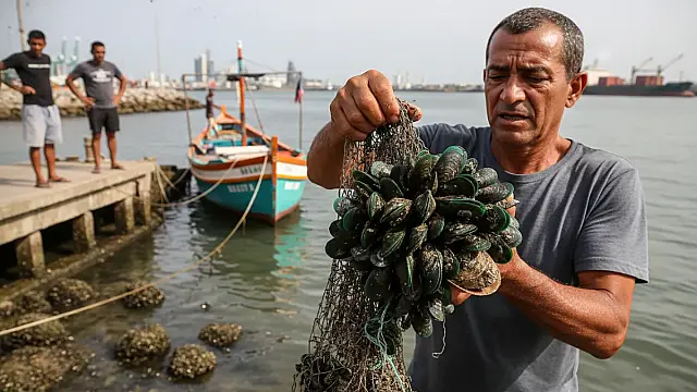 O mexilhão-verde (Perna viridis) é uma espécie invasora que compete com moluscos nativos e danifica estruturas marítimas.