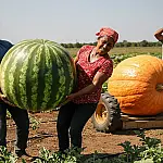Horta de gigantes: Conheça as técnicas que fazem melancias de 20kg e abóboras de 300kg brotarem no Brasil