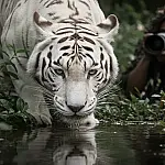 Tigre branco: a fascinante e rara mutação que desafia a natureza com sua beleza