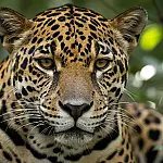 O mistério no olhar da onça-pintada: registro captura a força do maior felino das Américas