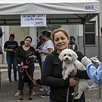Santos retoma vacinação gratuita contra raiva para cães e gatos; veja como participar