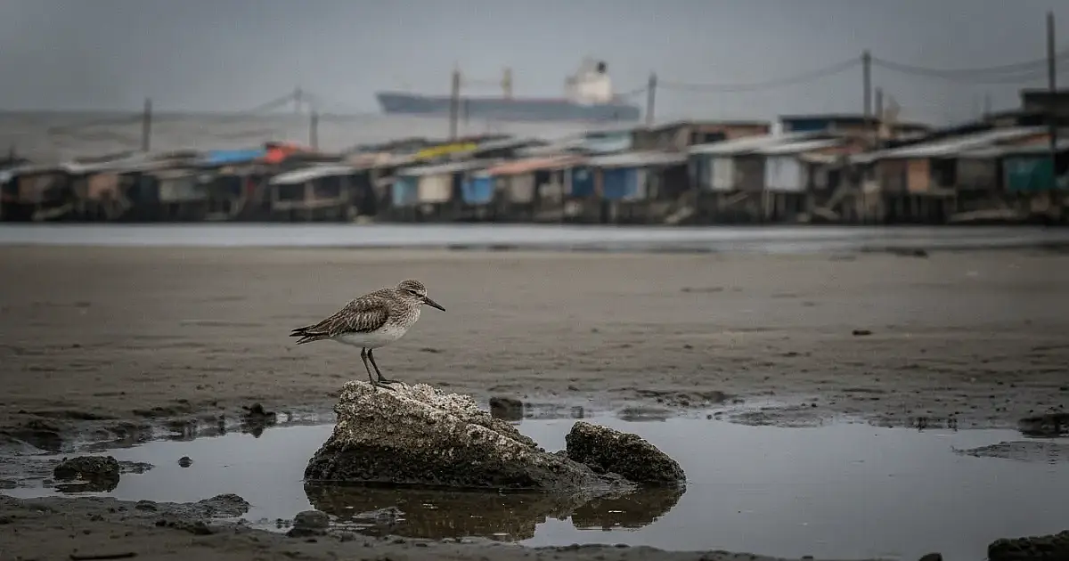 A exaustiva jornada das aves migratórias: por que o Brasil pode deixar de ser o 'porto seguro' para milhares de espécies