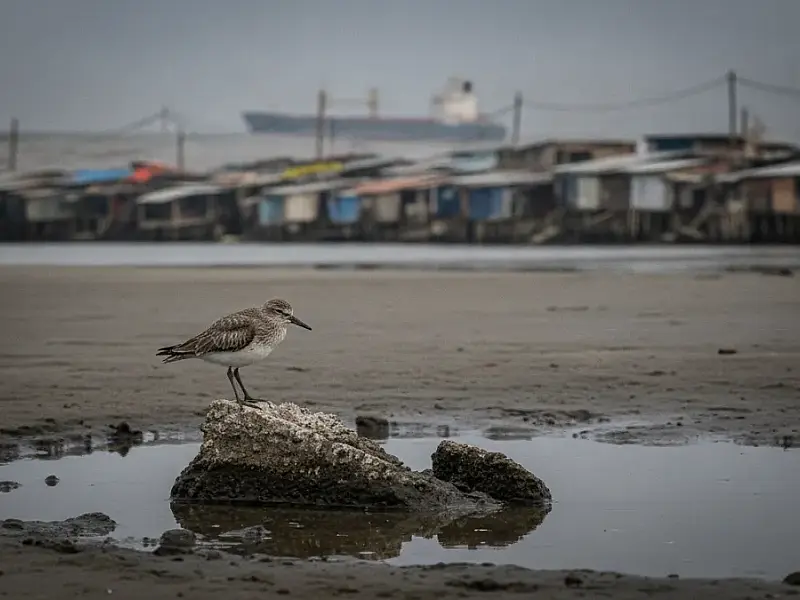 A exaustiva jornada das aves migratórias: por que o Brasil pode deixar de ser o 'porto seguro' para milhares de espécies