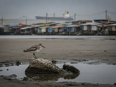 Milhares de aves cruzam continentes para chegar ao litoral brasileiro, mas enfrentam falta de locais para descanso.