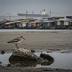 A exaustiva jornada das aves migratórias: por que o Brasil pode deixar de ser o 'porto seguro' para milhares de espécies