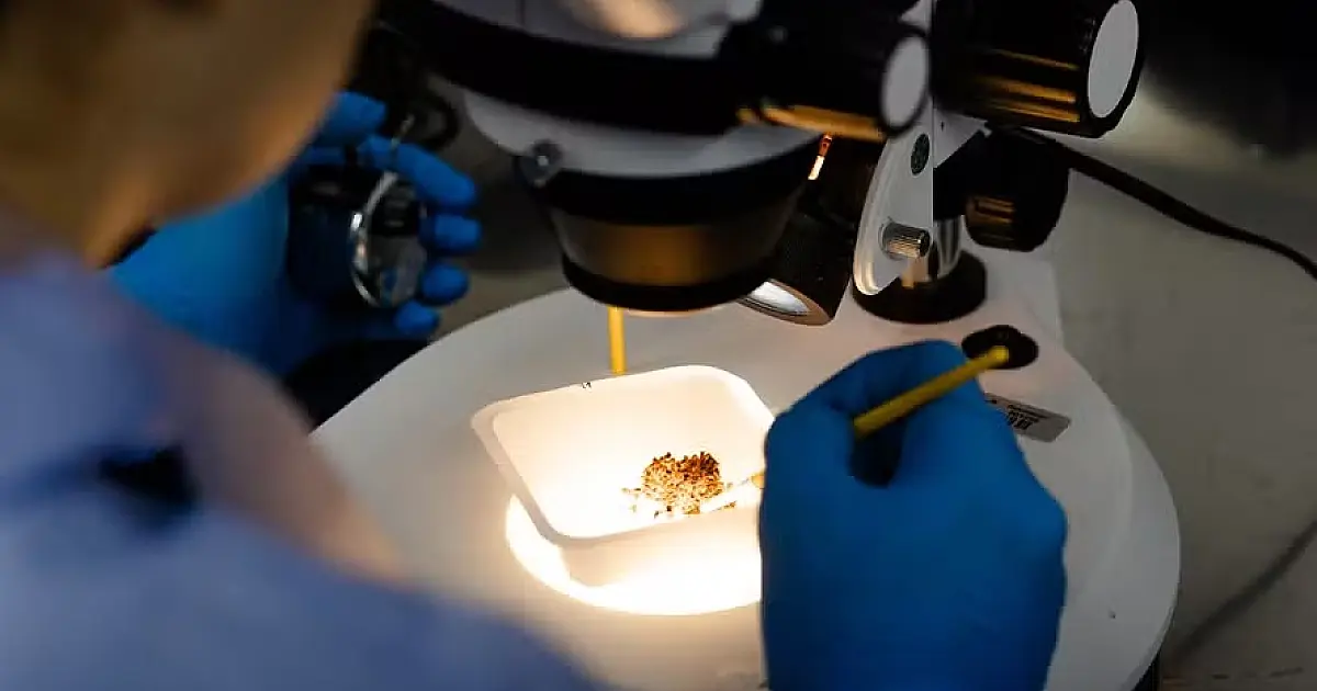 Anvisa libera nova fábrica de mosquitos para acelerar combate à dengue no Brasil