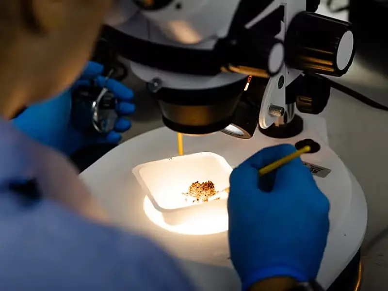 Anvisa libera nova fábrica de mosquitos para acelerar combate à dengue no Brasil