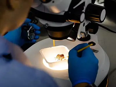 Anvisa libera nova fábrica de mosquitos para acelerar combate à dengue no Brasil