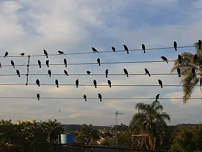 A icônica fotografia de Paulo Pinto que inspirou a premiada campanha Sinfonia da Energia e conquistou Cannes.