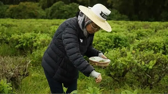 Colheita manual de folhas de Camellia sinensis em propriedade histórica de chá no Vale do Ribeira, interior de São Paulo.