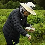 Vale do Ribeira revive tradição japonesa e celebra alta do chá artesanal
