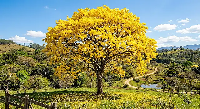 Ipê amarelo florido em praça pública de São Vicente, simbolizando a identidade histórica e o compromisso ecológico do município.