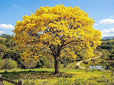 Ipê amarelo florido em praça pública de São Vicente, simbolizando a identidade histórica e o compromisso ecológico do município.