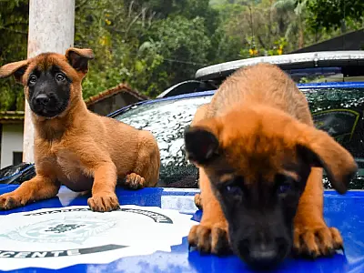Novos filhotes de cães de guarda começam treinamento especializado na base da GCM de São Vicente.