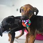 Feira de adoção pet em Mongaguá mobiliza resgate animal e novos lares neste sábado