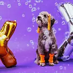 Xuxa e Petlove invadem Santos com ação inédita voltada para pets na Baixada
