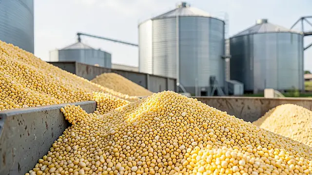 Governo estuda ampliar compra de milho para reforçar estoques diante do El Niño