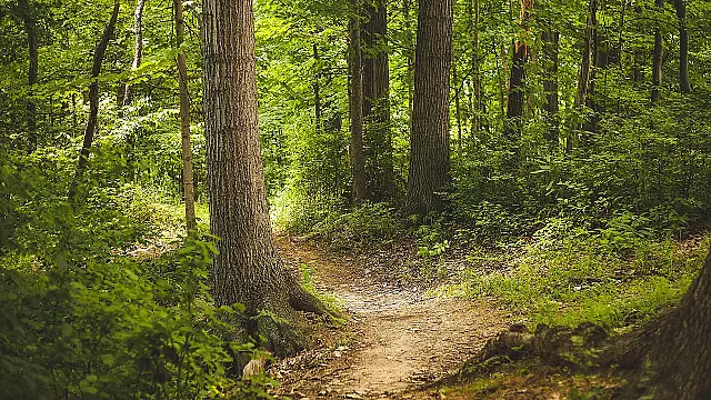 SP interliga caminhos verdes: como a nova Rede de Trilhas vai transformar o turismo
