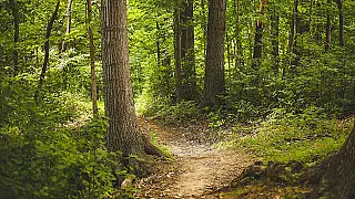 SP interliga caminhos verdes: como a nova Rede de Trilhas vai transformar o turismo