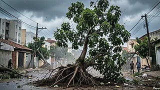 Vento de 90 km/h em Mongaguá revela o perigo invisível do Ficus na arborização urbana