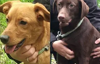 Caramelos Day reúne cães para adoção responsável em Santos neste sábado