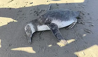 Morte de pinguim em Praia Grande revela impacto de crise marinha no litoral